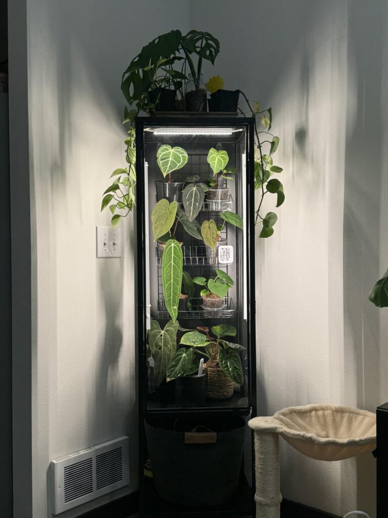 I made my first greenhouse! 🥹
