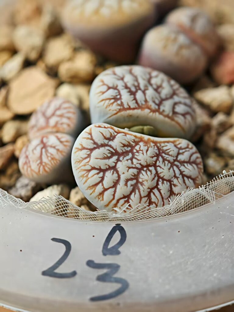 Lithops C188 Hybrid. These patterns are pure evil.