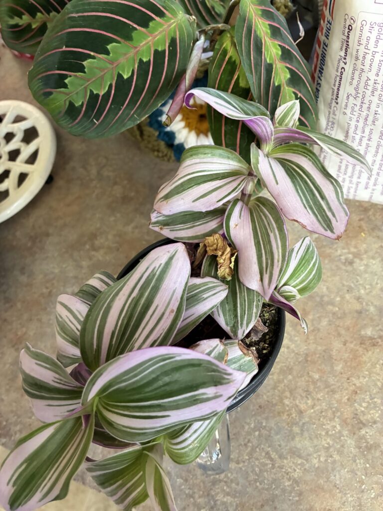 Mom keeps buying plants Mom keeps buying plants