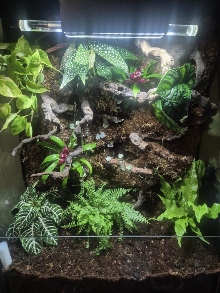 My first terrarium My first terrarium