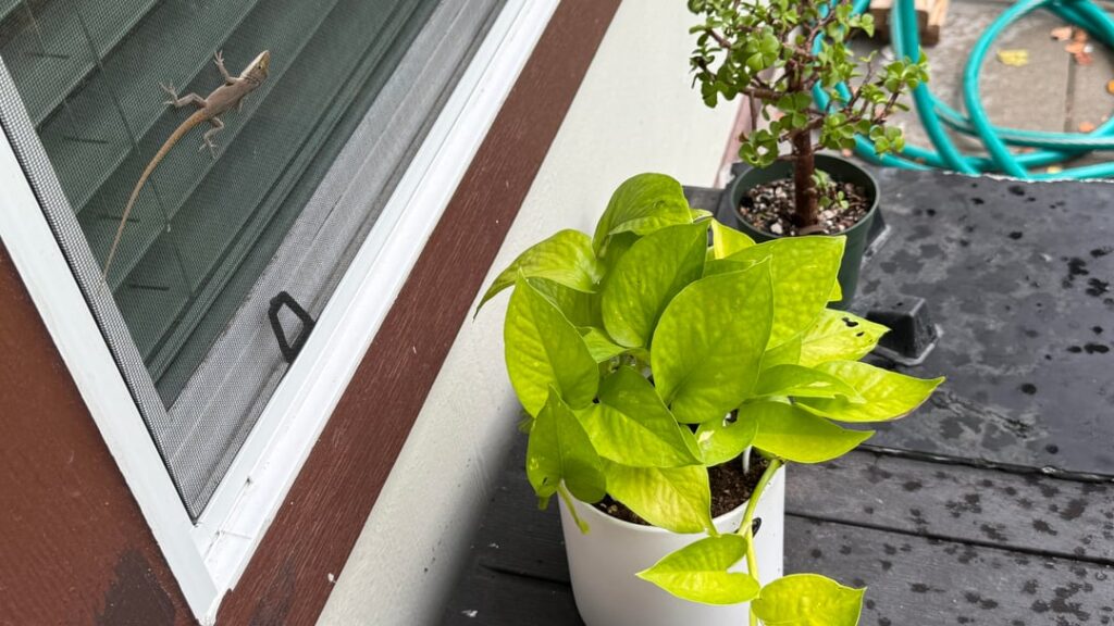 Brought my neon pothos outside to quarantine it and this lil buddy has been hanging around for 2 weeks now, I can’t bring myself to bring it back indoors