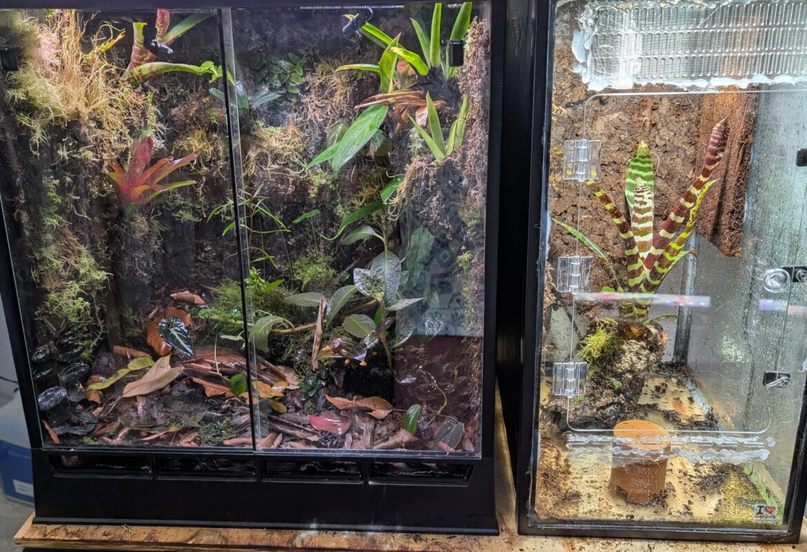 My best looking tank next to my ugliest.