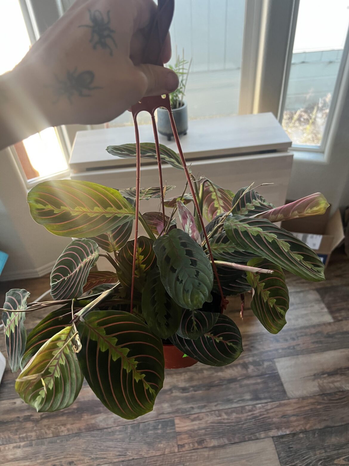 Our local discount store had this bad boy for $10