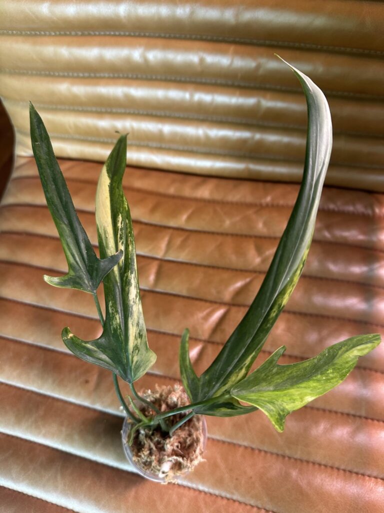 Var Philodendron Paloraense