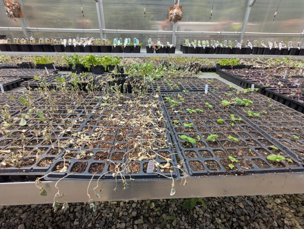 Greenhouse overheated
