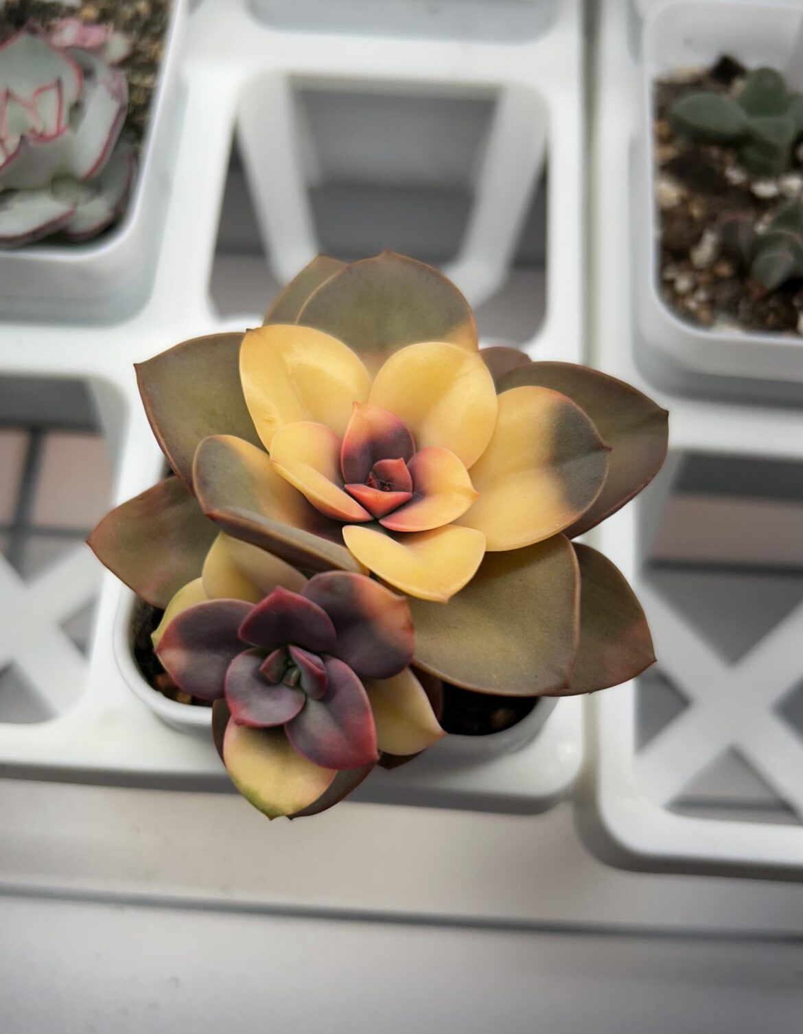 Admiring this pretty thing