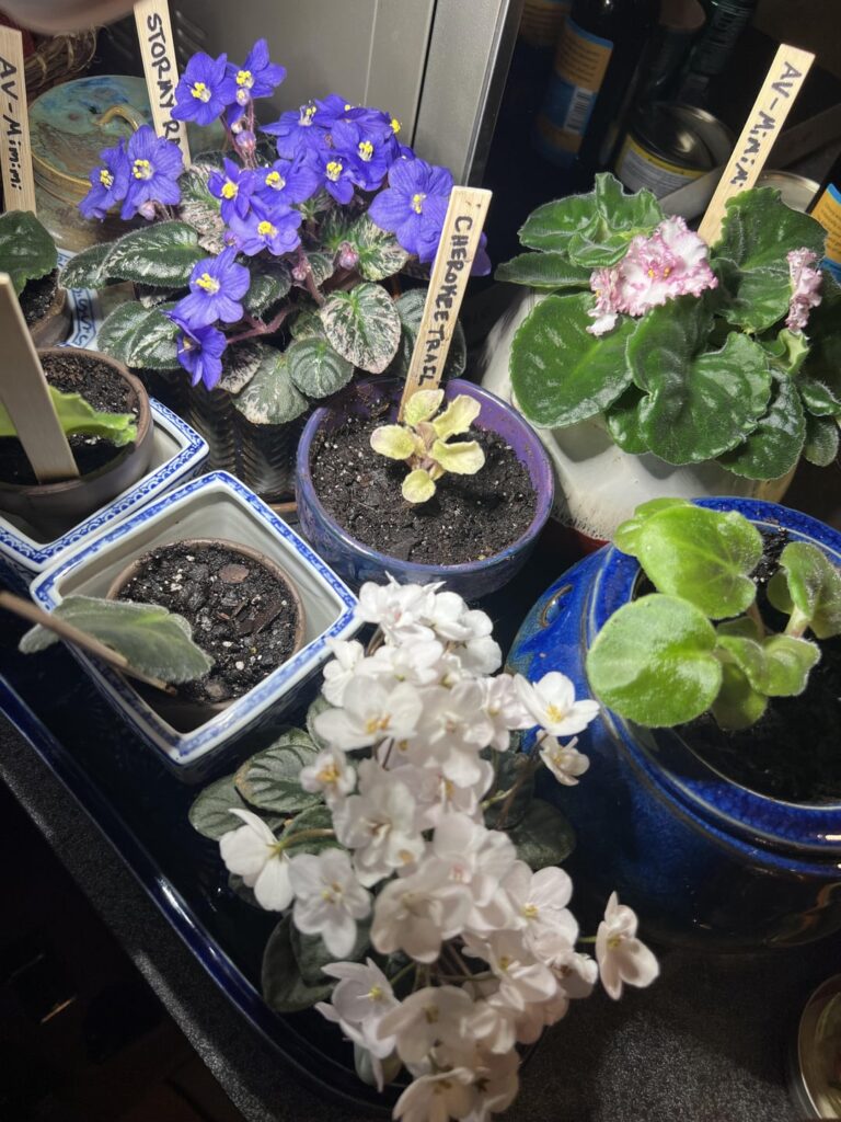 budding basement apartment collection 🌸