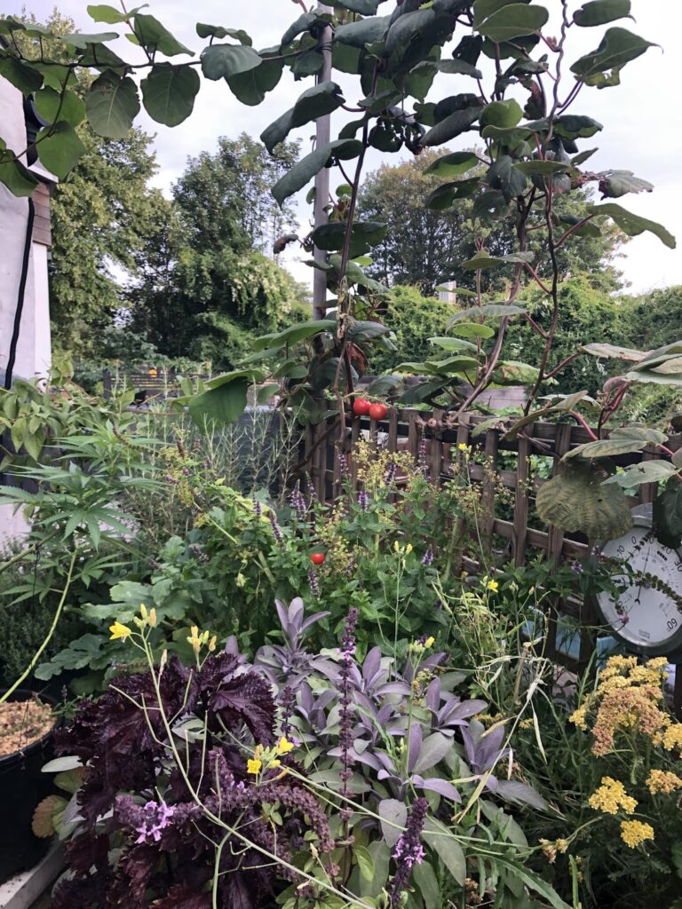 August update: little balcony garden August update: little balcony garden