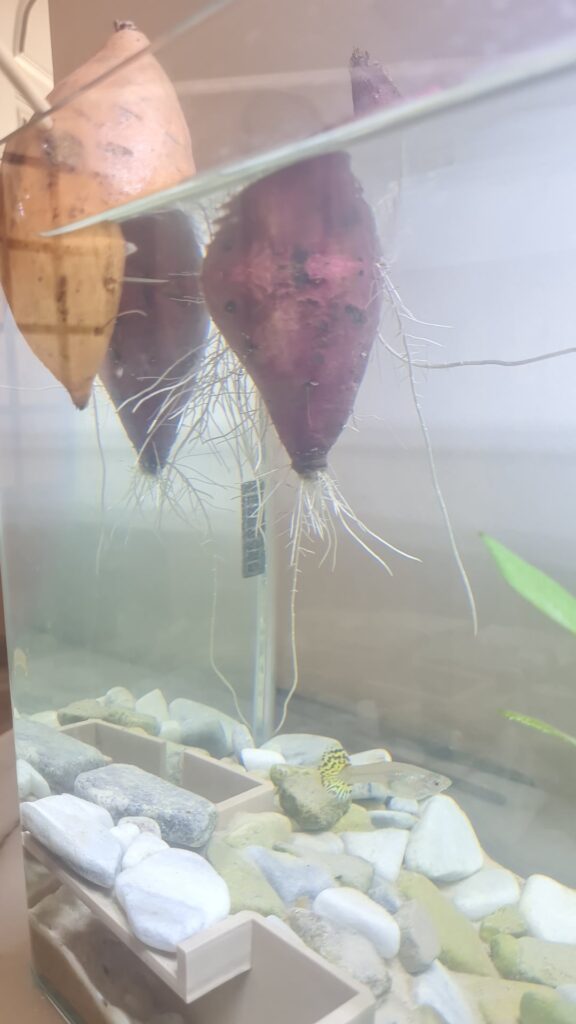 Advice please, these 2 sweet potatoes has been in the tank for exactly the same time.