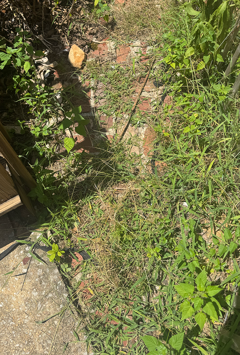 overgrown area with grass weeds and a stone