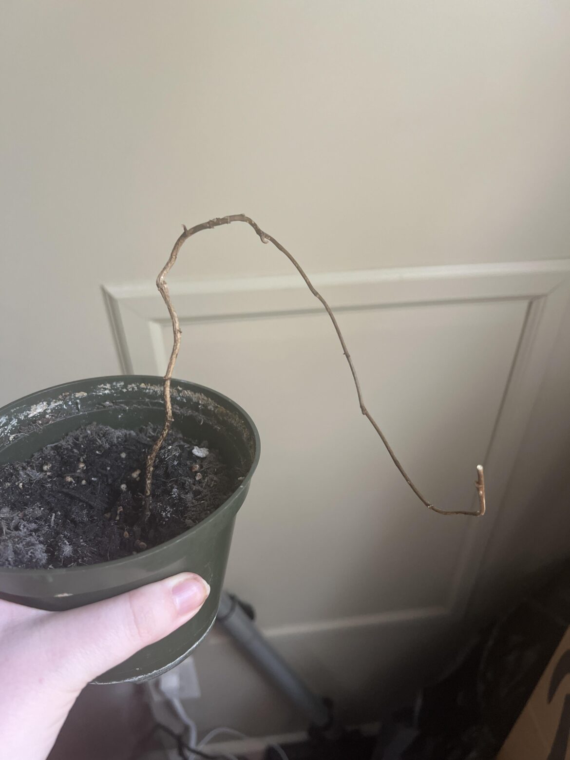 should I give up on my ivy?