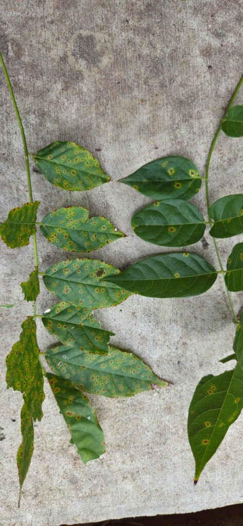 Is this a disease? Is this a disease?