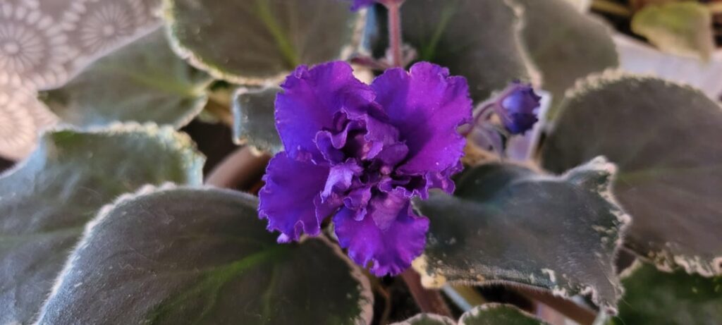 Dark Mistress first bloom