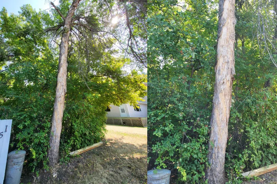 Ash tree.