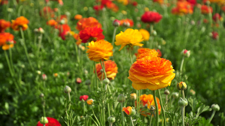 A field of orange Persian buttercups