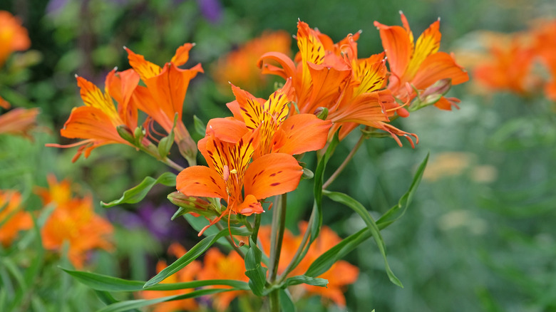 Orange Peruvian Lily (Alstroemeria) flowering