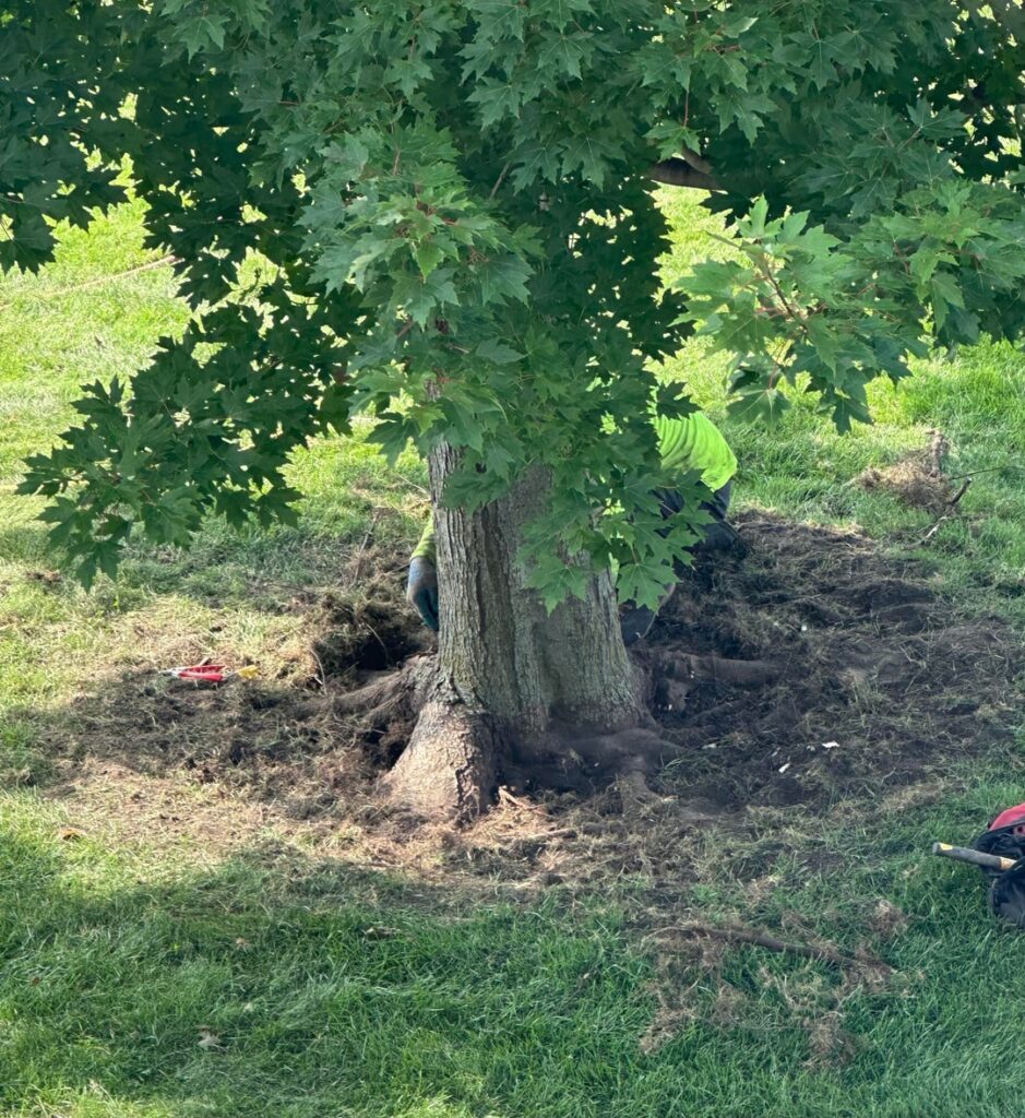 Girdling root update