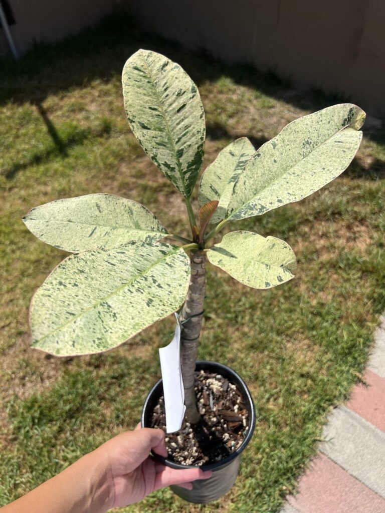 Got my first plumeria, and it’s variegated!