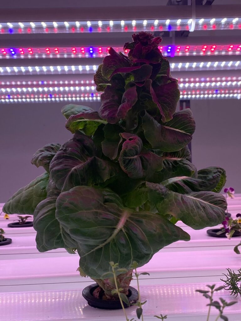 Lettuce Flowering