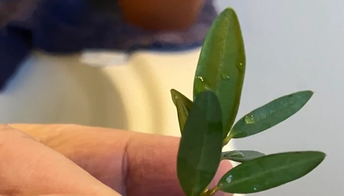 ‘I have a bunch of bottles that now have a use’ "People really be using their pill bottles."