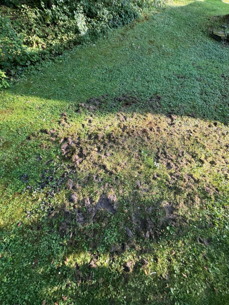 What is happening in my yard?