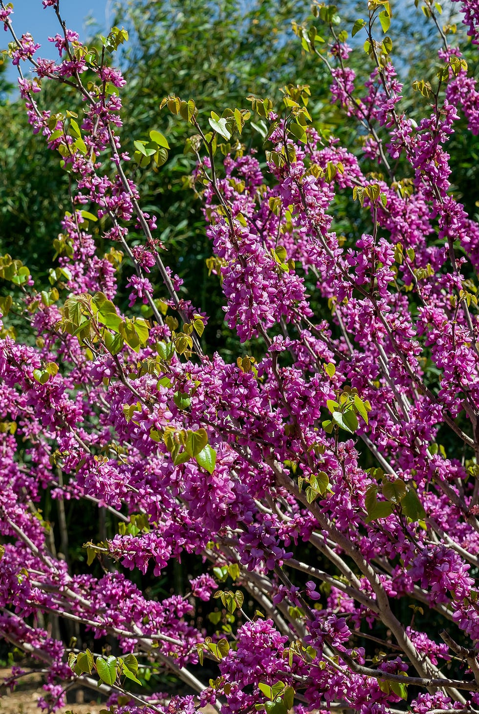 detail of redbud tree. buds and flowers on branch