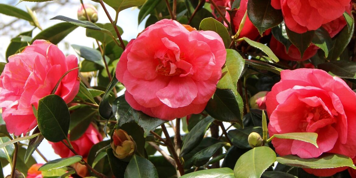 18 Best Pink Trees for Your Garden In 2025 Search