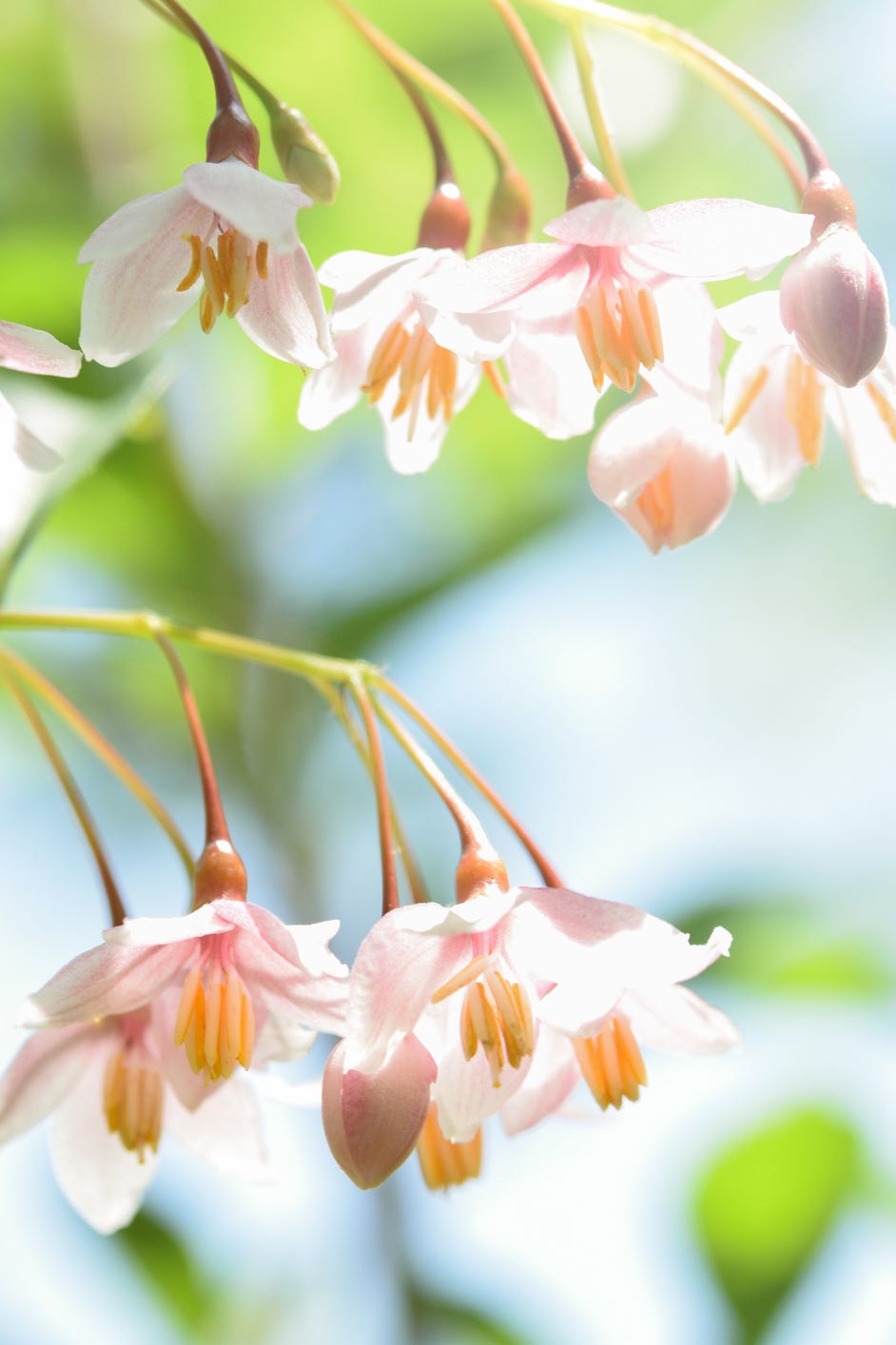 pink japanese snowbell flowers