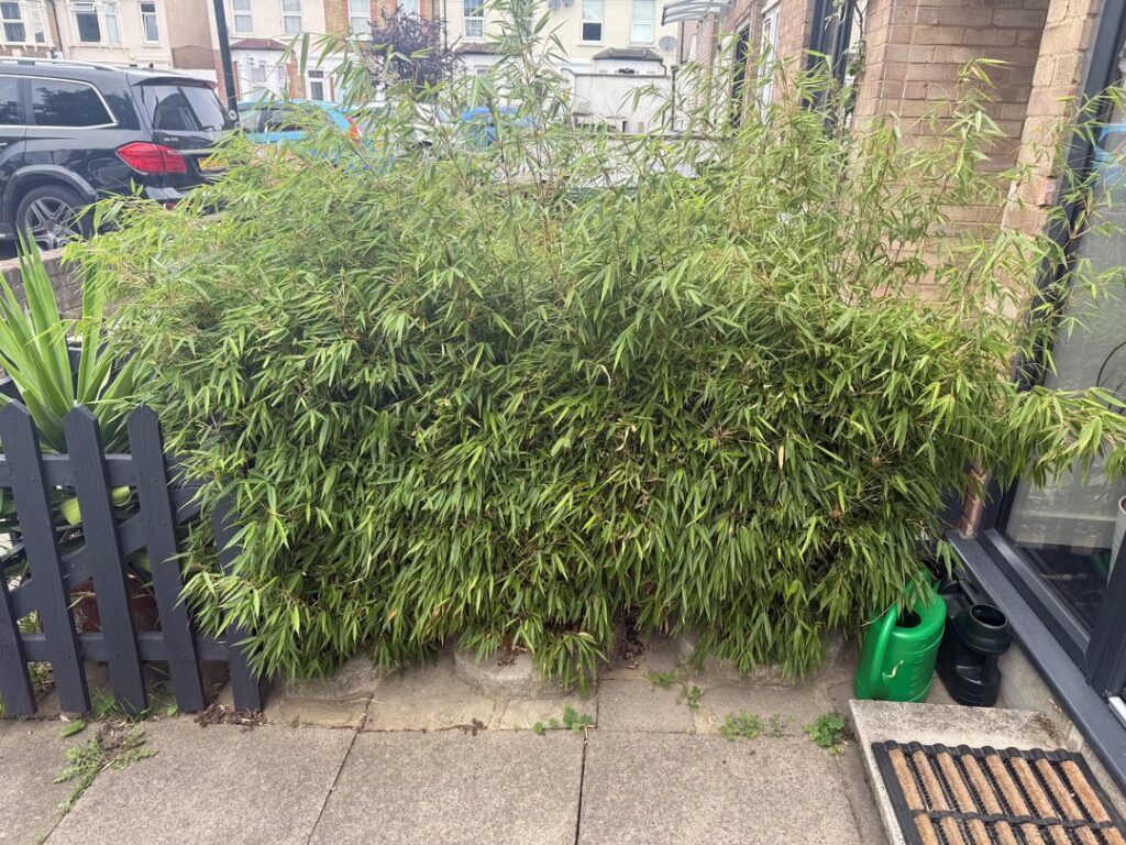 Bamboo Risks For Non-Gardener? Bamboo Risks For Non-Gardener?