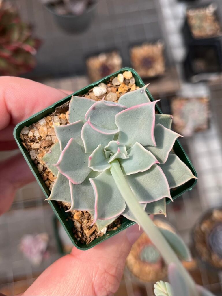 Spontaneous hybrid