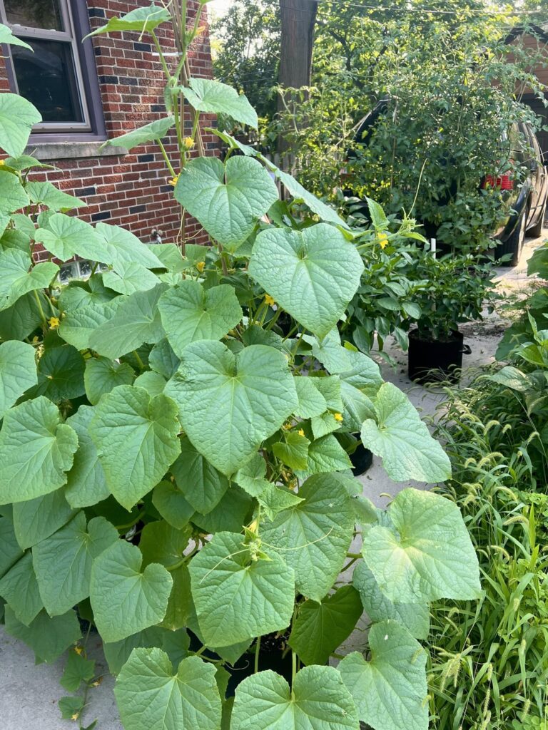 Found a little friend while I was checking on my garden this morning