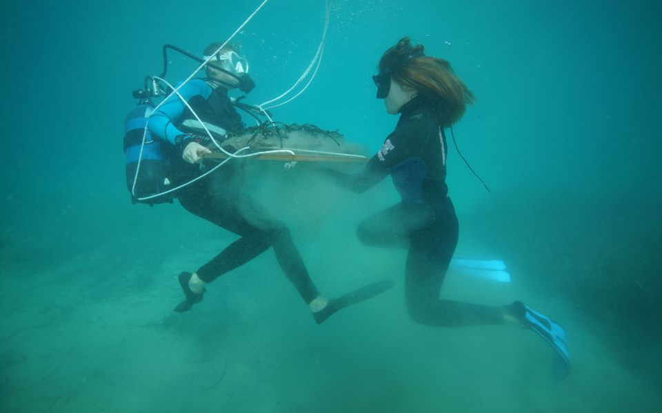 Underwater gardeners aim to restore ancient meadows