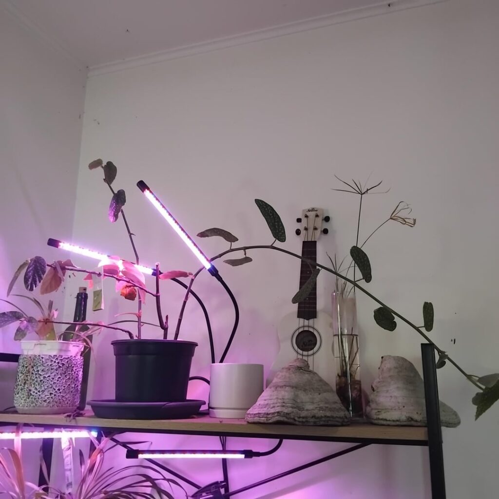 Im a terrible mom plant