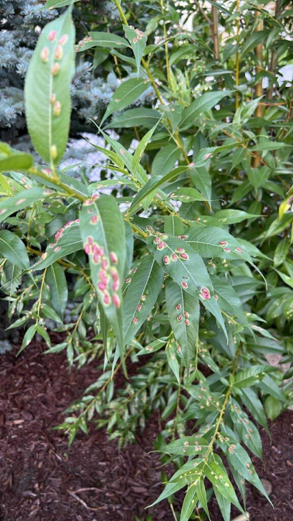 What is this and how do I treat it? – Canada What is this and how do I treat it? - Canada