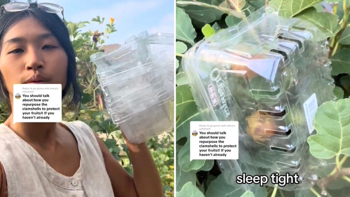 Gardener shares genius hack for protecting plants from nighttime critters: ‘Such a good idea’ "Love the repurposing so much!"