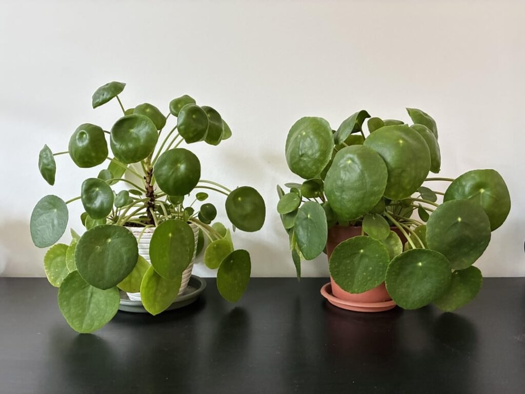 Case study on light levels
