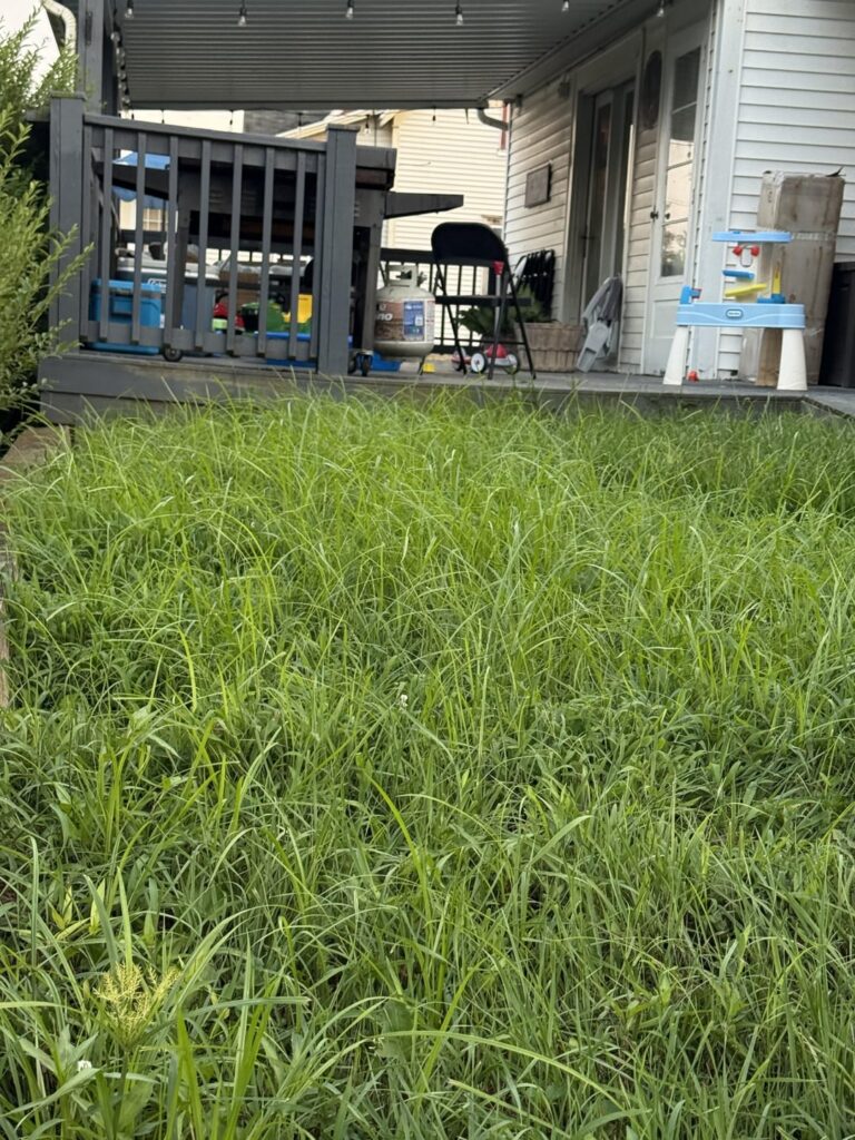 Why does my grass grow so tall so quick? 6a