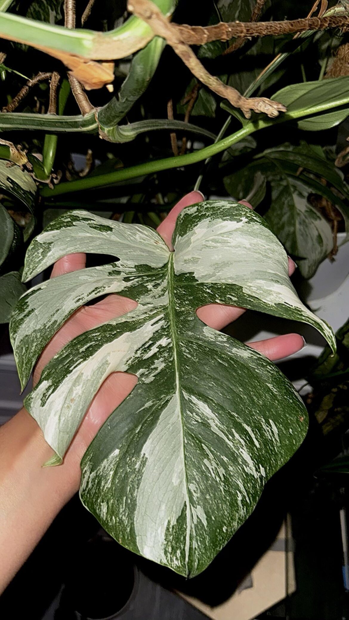 After 4 years, I’ve been blessed with the perfect leaf.