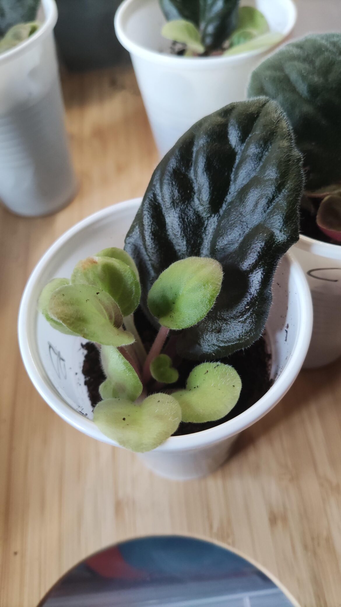 Propagate next steps