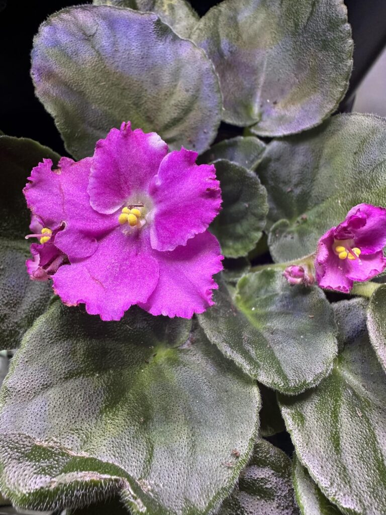 Can an AV change colors ?