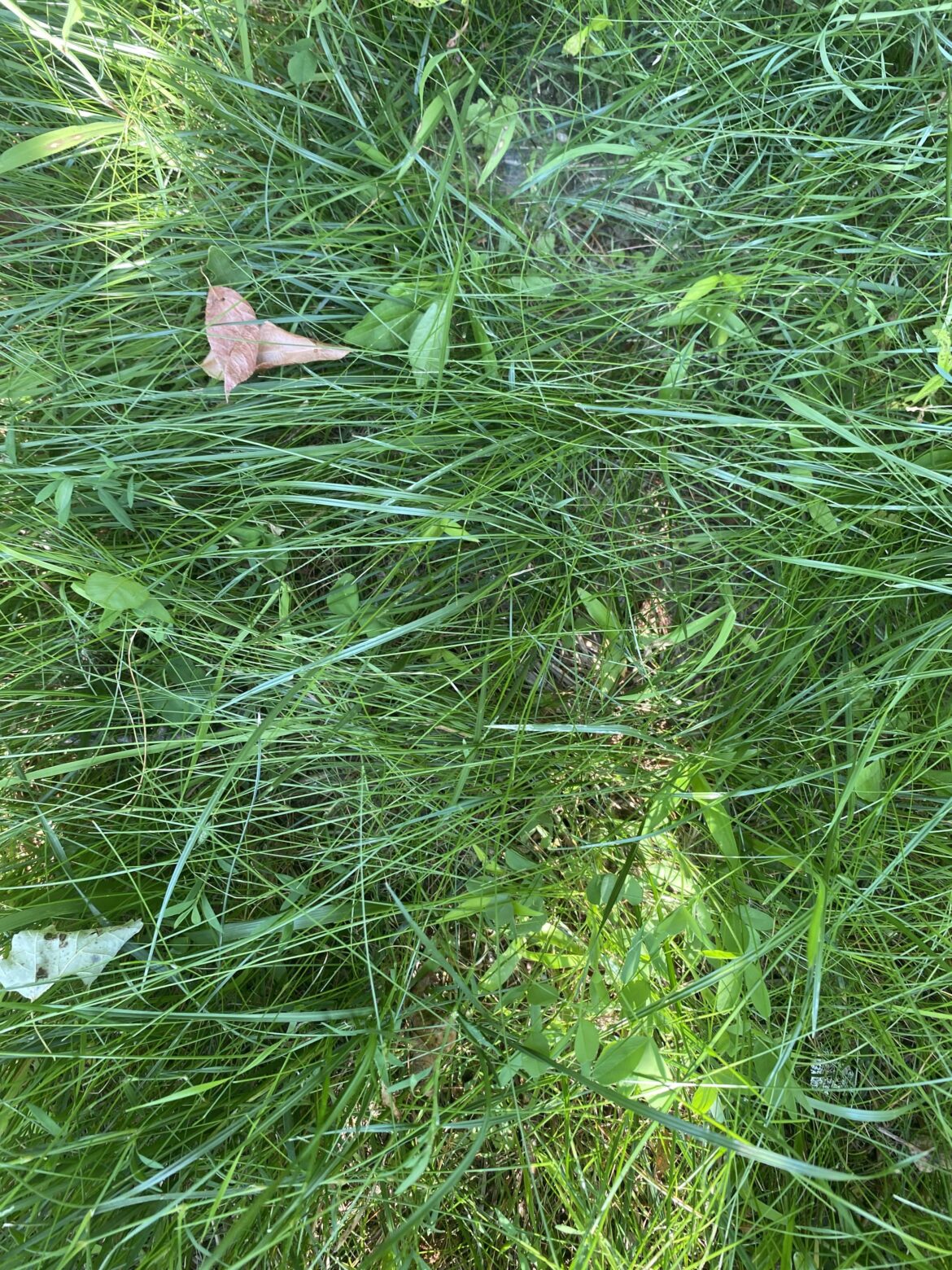 What kind of grass?