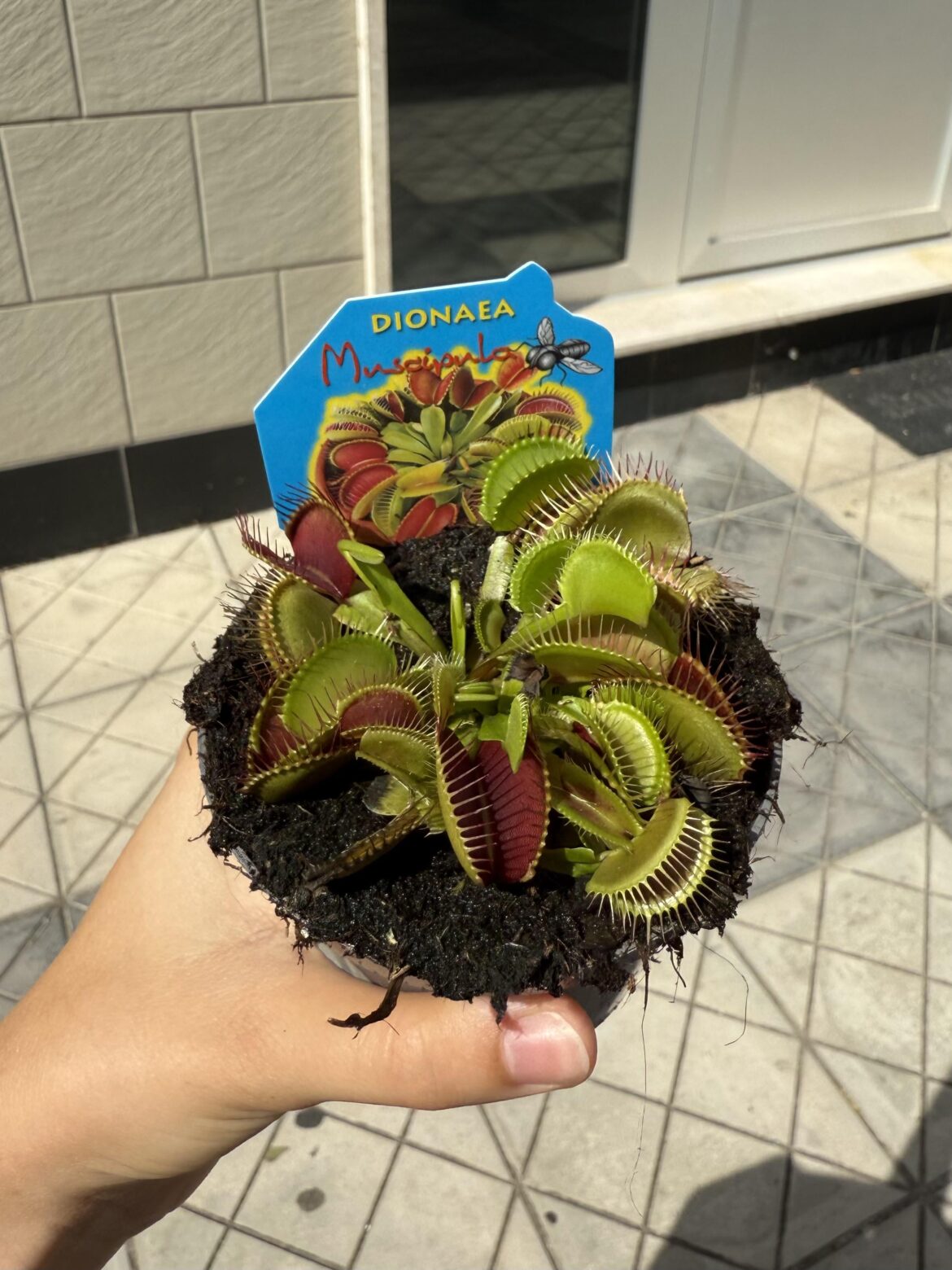 My first! Any tips??