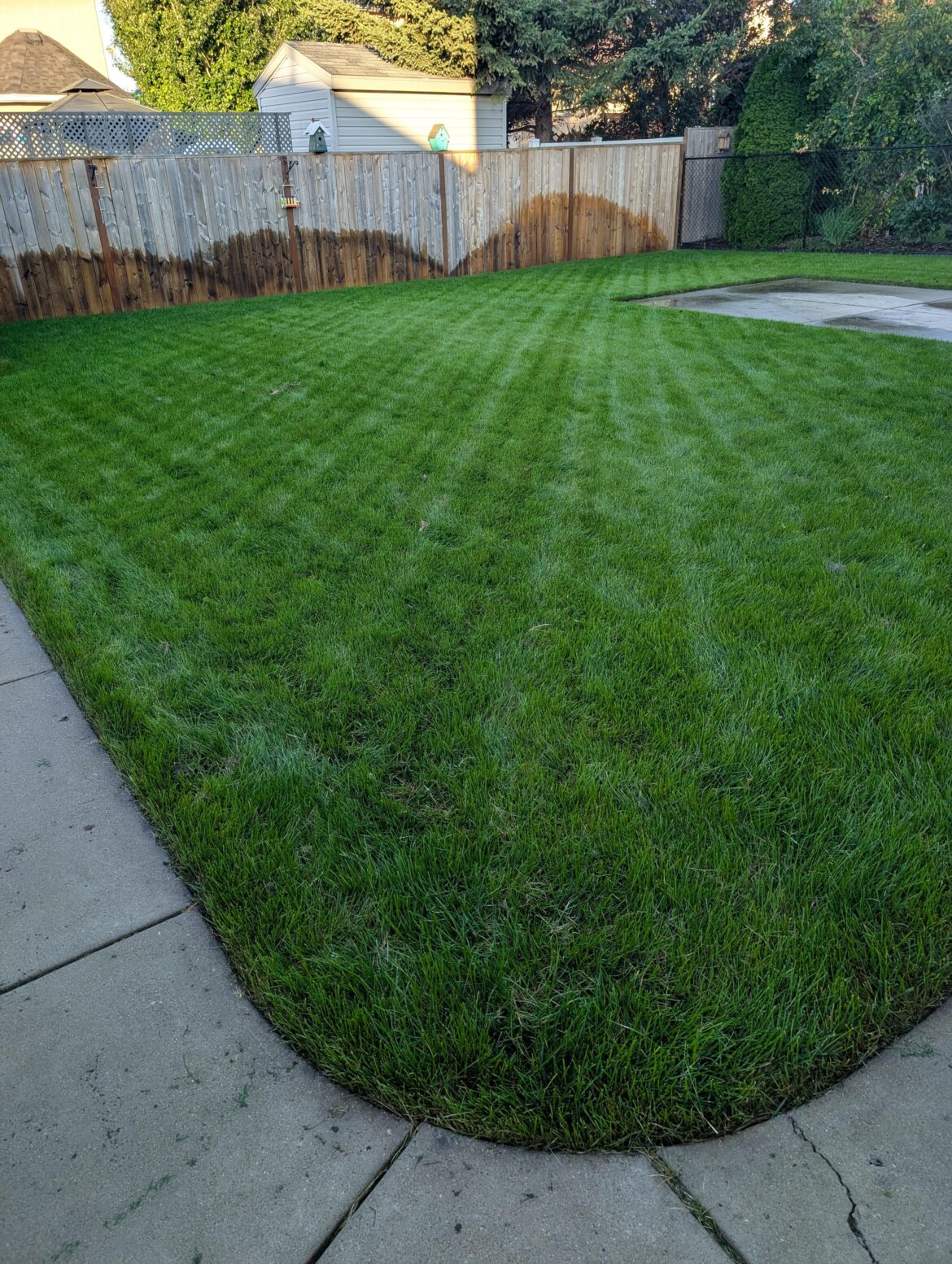 What type of grass doI have? What type of grass doI have?