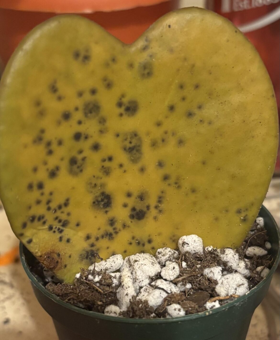 hoya kerrii growing mold like black spots?