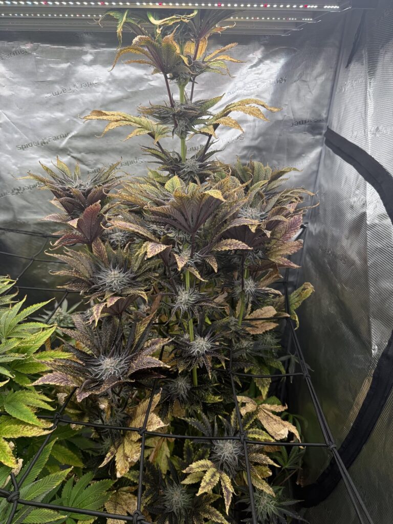 First Grow. Ugliest Plant Submission. Time to chop? First Grow. Ugliest Plant Submission. Time to chop?