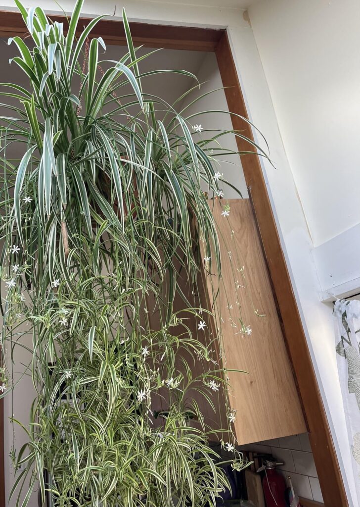 Do you turn your plants?