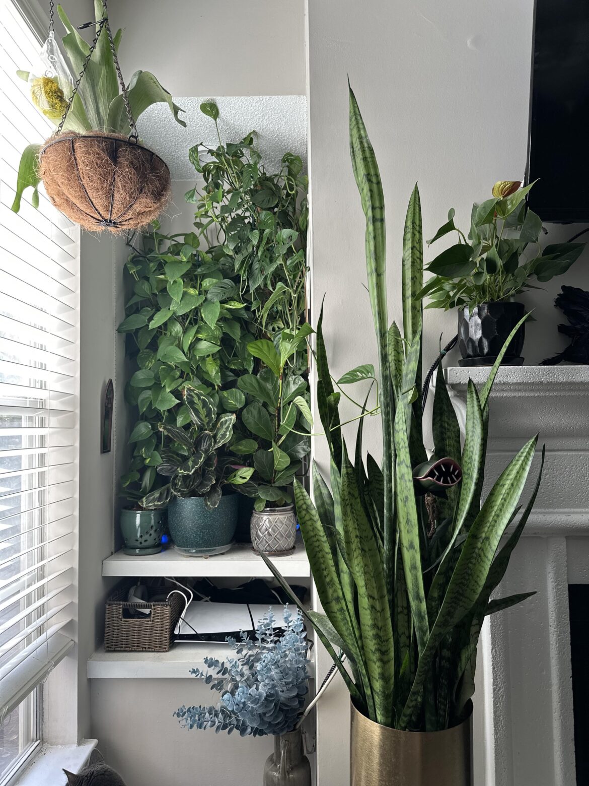 Look how good my little jungle is doing 🥰