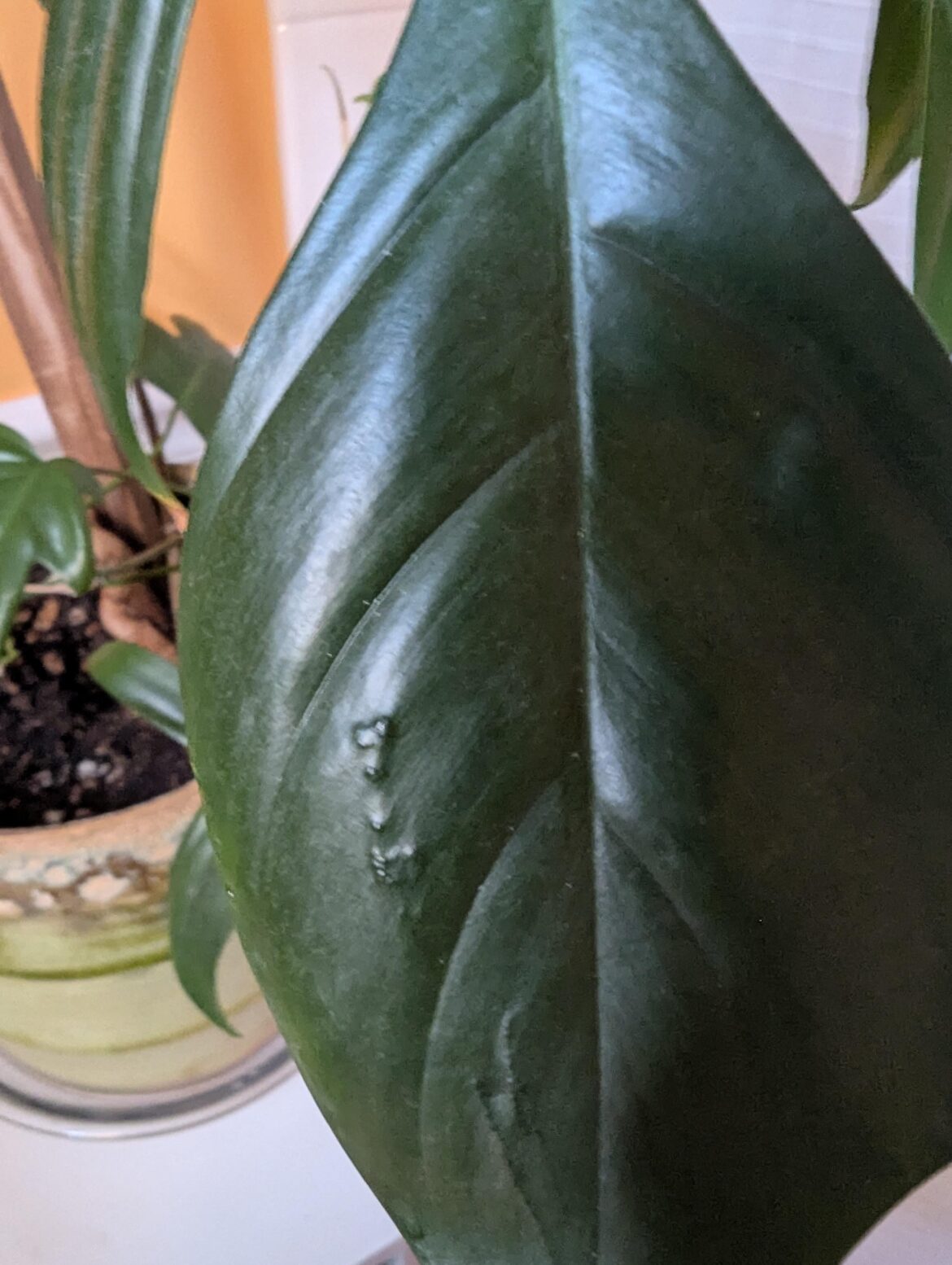 Small raised bumps on aroid leaves – some kind of pest? Small raised bumps on aroid leaves - some kind of pest?