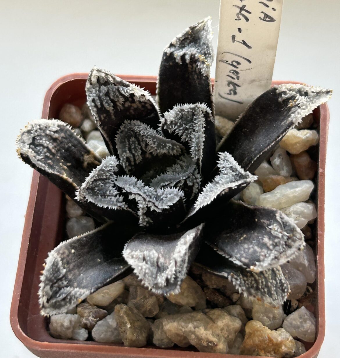 Who has a similar one?