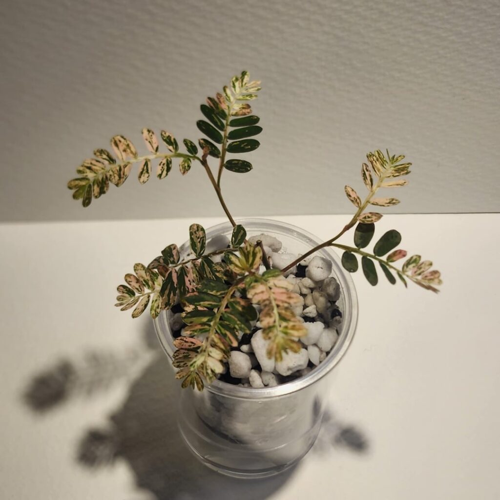 Variegated Sensitive plant